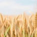 Silicon Helps Wheat Beat Salt Stress, But Only in the Right Cultivar and Form