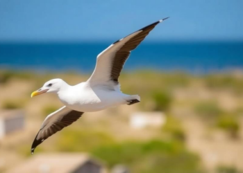 Snakes, Ravens and Long Flights: Why Albatrosses Keep Failing to Breed on a Remote Mexican Island