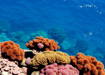 Mediterranean Waters Are Warm Enough for Coral Reefs, So Why Are There None?
