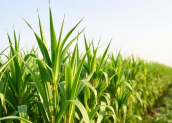 Statistical Power Tools Reveal Sugarcane Clones That Stay Productive Across Seasons