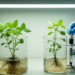 Melatonin helps Tartary buckwheat tolerate cadmium stress in controlled experiments