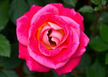 Rose Genome Study Reveals Chromosome 2 Locus Governing Agrobacterium Gene Transfer