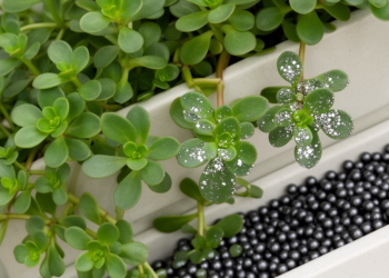 Metallic nanoparticles and magnetic pellets optimize purslane in green walls