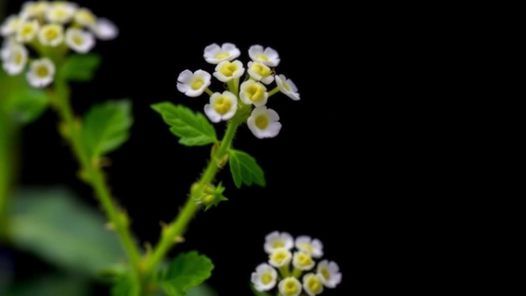 Feverfew Compound Parthenolide Eases Skin Fibrosis by Stabilizing Mitochondria-ER Contacts