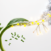 Bioinformatics analysis prioritizes 2,505 Arabidopsis genes linking m6A and alternative polyadenylation