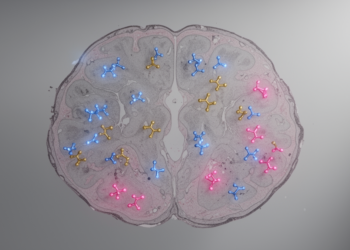 Protein Maps Chart Antibodies Across Mouse Brain Tissue