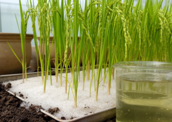 Panchagavya compound improves salinity tolerance in rice seedlings