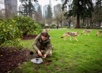 Peer-reviewed scat study finds Seattle coyote density ninefold above wild Washington