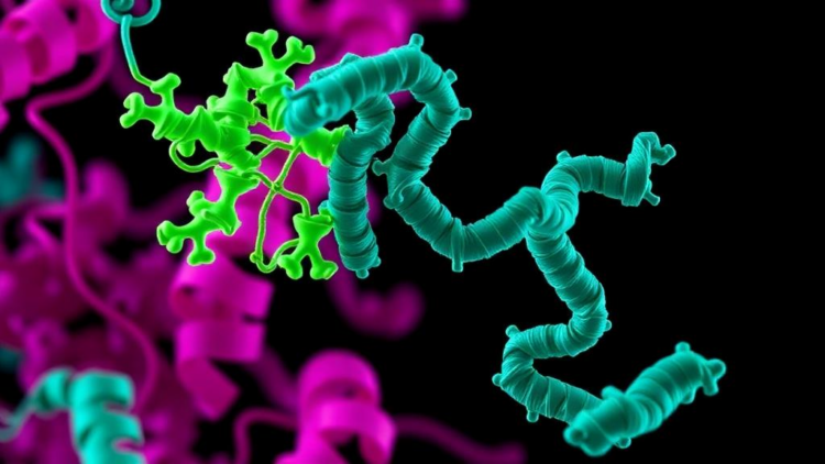 Plant-Derived Molecule KGA-1002 Strikes GRP94 to Collapse Liver Cancer’s Protein Folding Machinery
