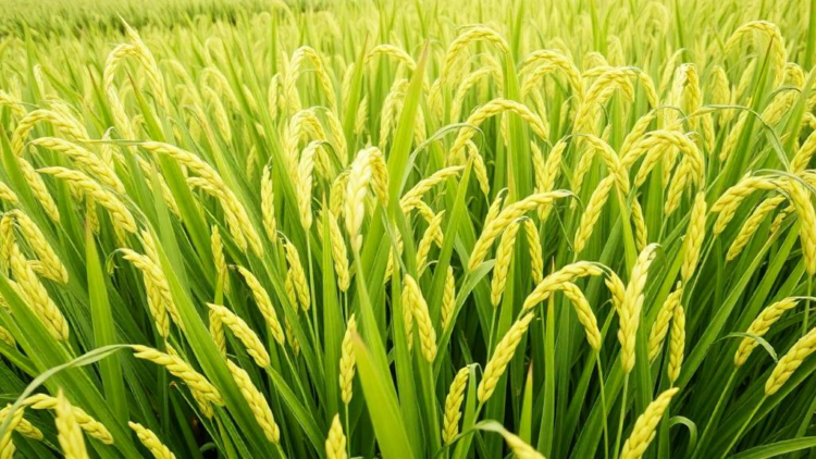 New Web Tool Turns Rice Genome Data into Instant Haplotype Maps and Breeding Markers