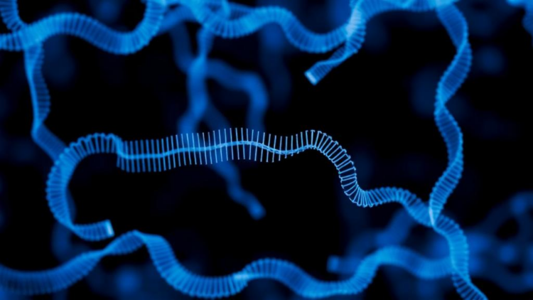 CRISPR-Cas13 Screens Reveal Hundreds of Long Non-Coding RNAs Cells Cannot Live Without