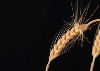 Grain Shape Holds the Key to Wheat That Survives Heat, Three-Year Study Finds