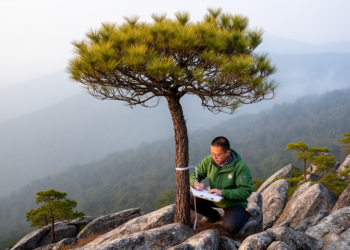 Endangered Dabie Mountain Pine Survives on 320 Wild Trees as Conservation Gaps Persist