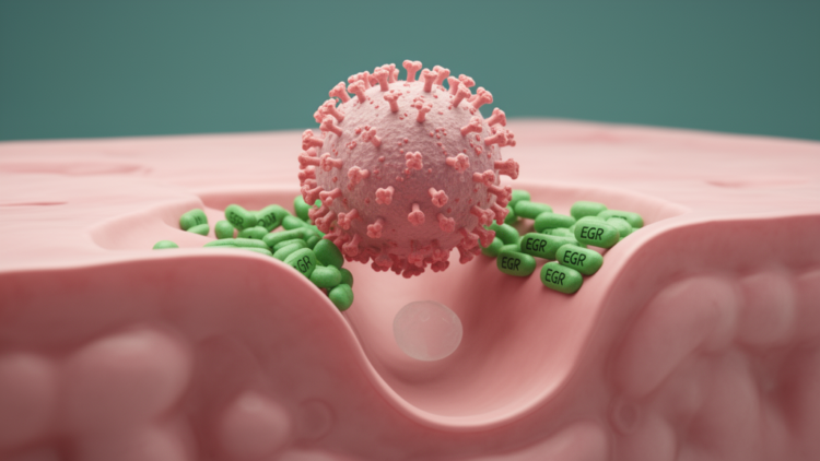 Receptor EGFR helps swine diarrhea virus enter cells, study finds