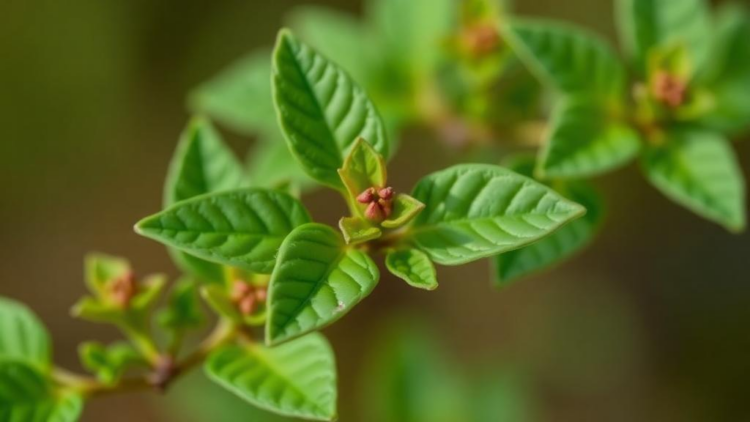 Plant Alkaloid Narciclasine Shows Promise Against Aggressive Childhood Cancer in Lab Study