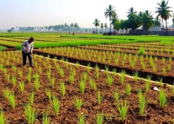 Can Conservation Agriculture Rescue India’s Stressed Farmland? A sweeping review weighs the evidence