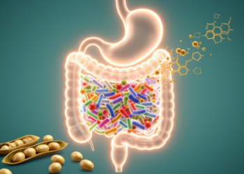 Gut bacteria may shape how children respond to soy isoflavones