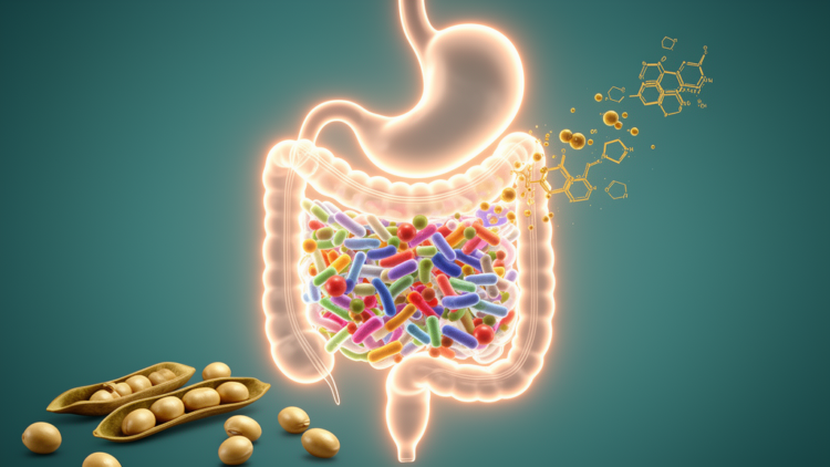 Gut bacteria may shape how children respond to soy isoflavones