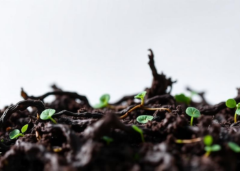 Iron and Reactive Oxygen Turn Plant Lignin into Methanol Without Any Microbes