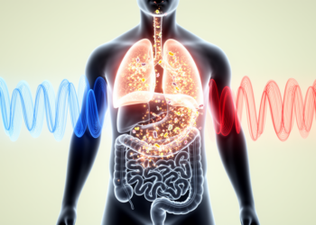 How Sleep Apnea’s Oxygen Swings Reshape the Gut Microbiome and Drive Organ Injury
