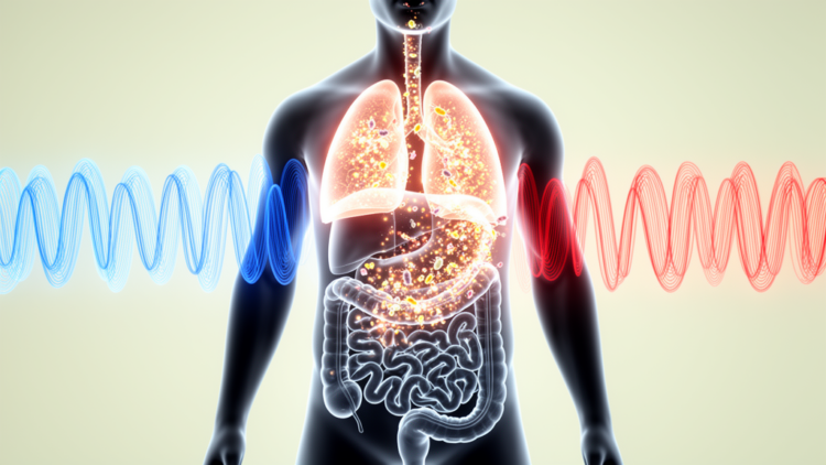 How Sleep Apnea’s Oxygen Swings Reshape the Gut Microbiome and Drive Organ Injury