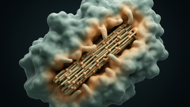 Loosening the Rim: Peripheral Flexibility Boosts a Cellulase’s Catalytic Power