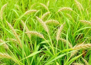Compound Drought-Heatwaves During Establishment Push Perennial Ryegrass Toward Total Dominance in Grassland Mixtures