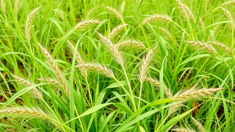 Compound Drought-Heatwaves During Establishment Push Perennial Ryegrass Toward Total Dominance in Grassland Mixtures