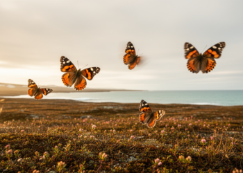 Scarce Tortoiseshell Butterflies Ride Warm Winds to the Edge of the Arctic Ocean