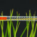 One Tube, Six Genes: Multiplex PCR Speeds Up Climate-Resilient Rice Breeding