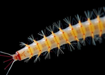 Wild Mexican Worm Reveals How Decades of Lab Life Reshaped the Famous N2 Nematode