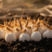 Grasshopper study reveals synchronized hatching driven by embryo-to-embryo communication