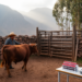 Research report: Cortisol measurements, biochemical and hematological parameters as biomarkers of Cunero cattle welfare during pre-slaughter handling in the Apurimac Region of Peru