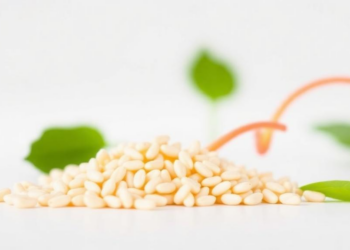 Simple Additive Solution Boosts Soybean Gene Transformation Rates Several-Fold