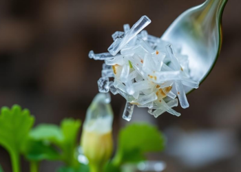 From Field to Fork: Microplastics Are Invading the Food We Grow