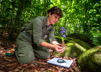 New Skullcap Species With Woody Stem Discovered in Guangzhou Nature Reserve