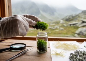 New Alpine Moss, Rare Stonewort and Long-Lost Lichens Refresh Italy’s Flora Records