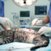 Spinal Screws and Rods Show Promise in Treating Fractured Cat Backs