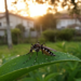 Dengue Takes Root in Temperate Southern Brazil as Aedes aegypti Spreads
