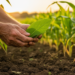 Leaf-Canopy Decoupling: Why Healthy Leaves Can Still Mean Hungry Crops Under Nitrogen Stress