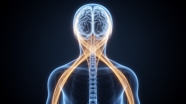 Why the Right Brain Runs the Left Body: An Evolutionary Story of Crossed Wiring