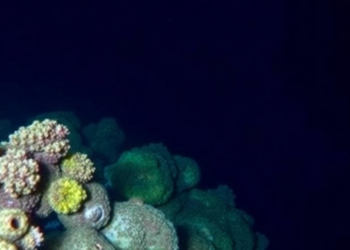 Trinidad and Tobago’s Deep Sea Holds Hundreds of Species Scientists Have Barely Seen