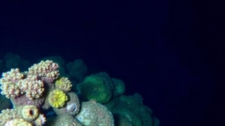 Trinidad and Tobago’s Deep Sea Holds Hundreds of Species Scientists Have Barely Seen