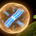 Chromosome fusions shaped frog evolution in Madagascar again and again