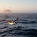 Tracking a Threatened Seabird Reveals Hotspots of Offshore Risk in the Northwest Atlantic