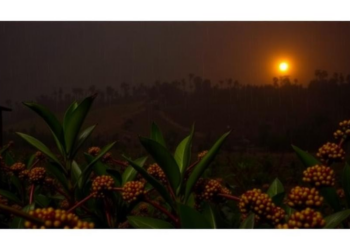 Ethiopia’s Coffee Heartland Faces Rising Nighttime Heat as Rainfall Patterns Shift, CMIP6 Study Warns