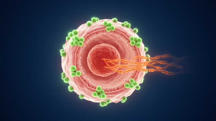 STAM protein suppresses kidney cancer through a dual EGFR and AKT mechanism