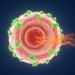 STAM protein suppresses kidney cancer through a dual EGFR and AKT mechanism