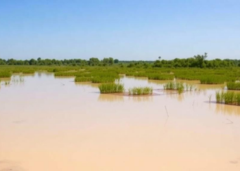 Wetlands That Pay for Themselves: Spanish Study Puts a Price Tag on Nature-Based Water Reuse