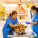 Sterilization Campaigns Linked to Falling Free-Roaming Dog Numbers in Thailand